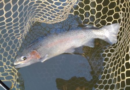 大安トラウトレイク 釣果